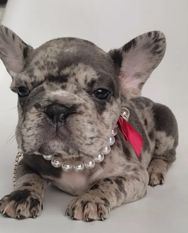 Cachorro de Bulldog Francés recostado con collar de perlas y listón rosa