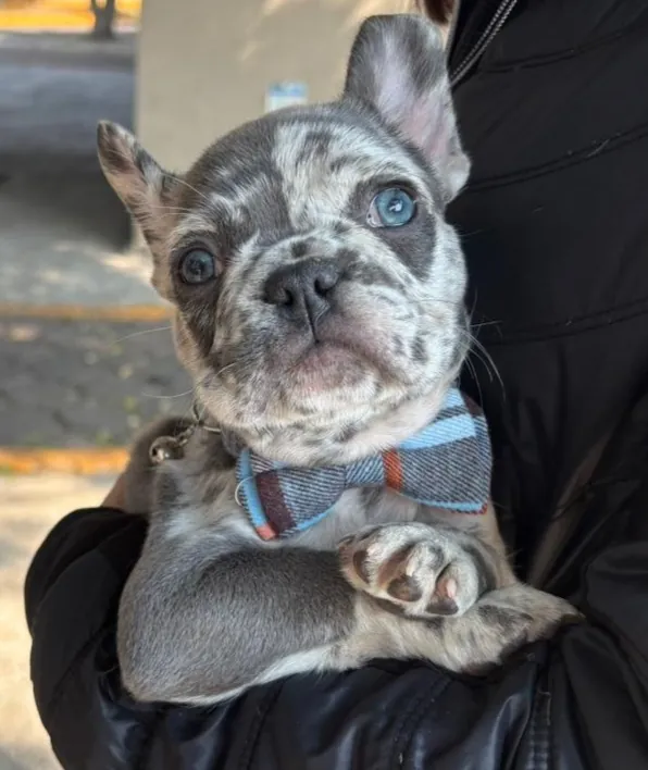 Cachorro de Bulldog Francés con moño de cuadros, en brazos