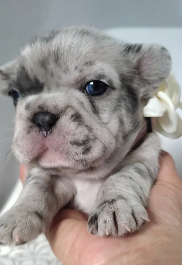 Cachorro pequeño de Bulldog Francés sostenido en la mano
