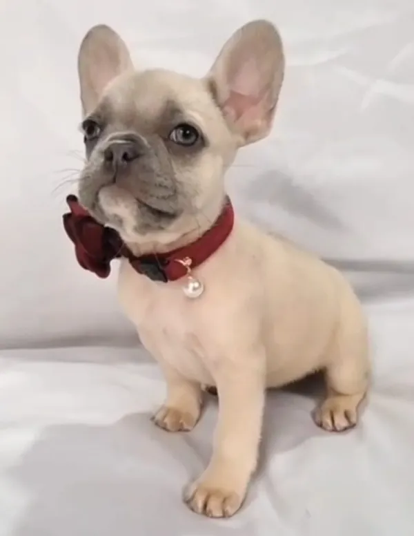 Cachorro de Bulldog Francés con collar rojo y flor, sobre una tela blanca