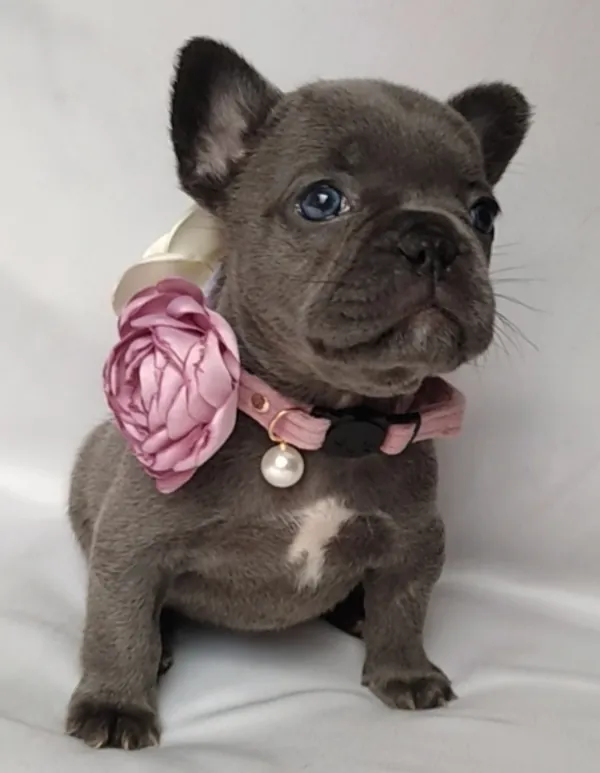Cachorro de Bulldog Francés con collar rosa, flor y perla