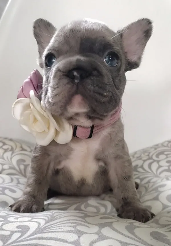 Cachorro de Bulldog Francés con collar rosa y flores, sobre un cojín estampado