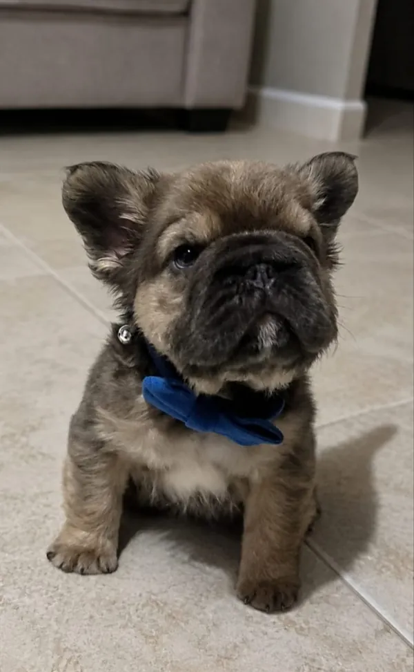 Cachorro de Bulldog Francés con moño azul, sentado en el piso