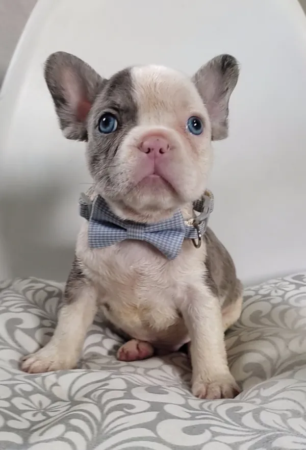 Cachorro de Bulldog Francés de ojos azules con moño de cuadros, sobre un cojín estampado