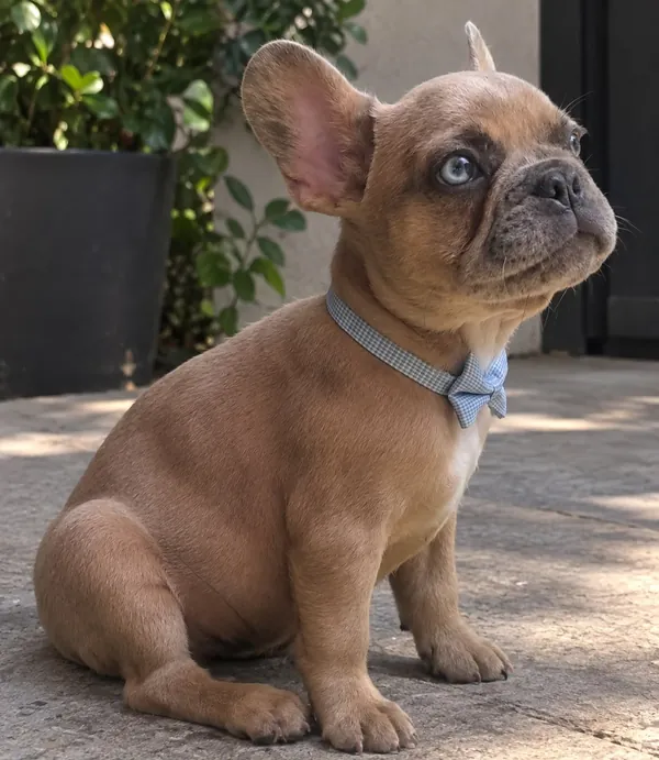 Cachorro de Bulldog Francés de ojos azules con moño de cuadros, sentado al sol