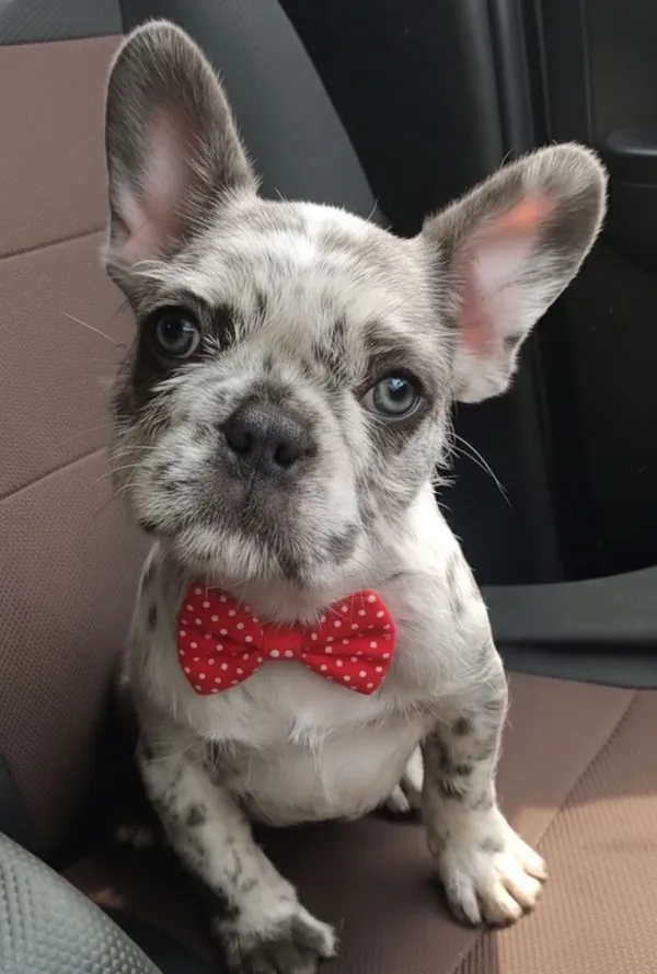 Cachorro de Bulldog Francés con moño rojo de puntos, sentado en el asiento del auto