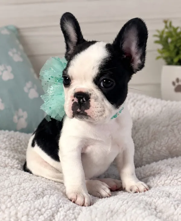 Cachorro de Bulldog Francés blanco y negro con moño de tul turquesa